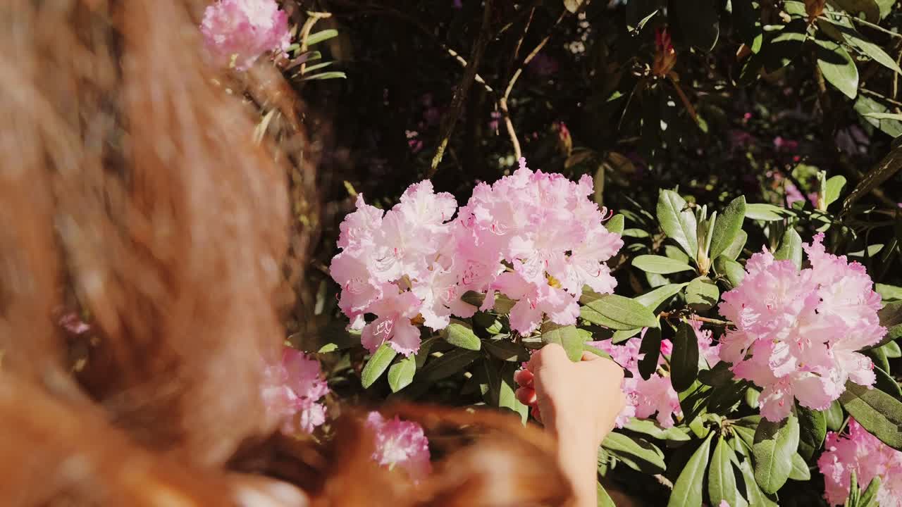 Woman interacting with rhododendron blossoms symbolizing lifestyle choice