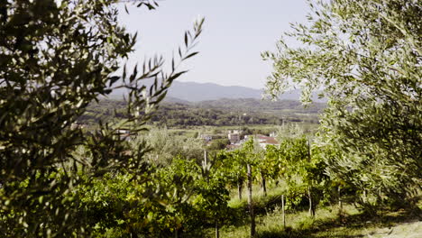 vineyard and olive grove landscape view