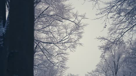 mirando hacia arriba a través de las copas de los árboles cubiertas con la primera nieve fresca