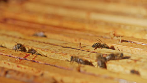 Nahaufnahme-Von-Bienen-Im-Bienenstock