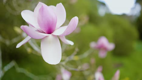 beautiful pink magnolia blossom