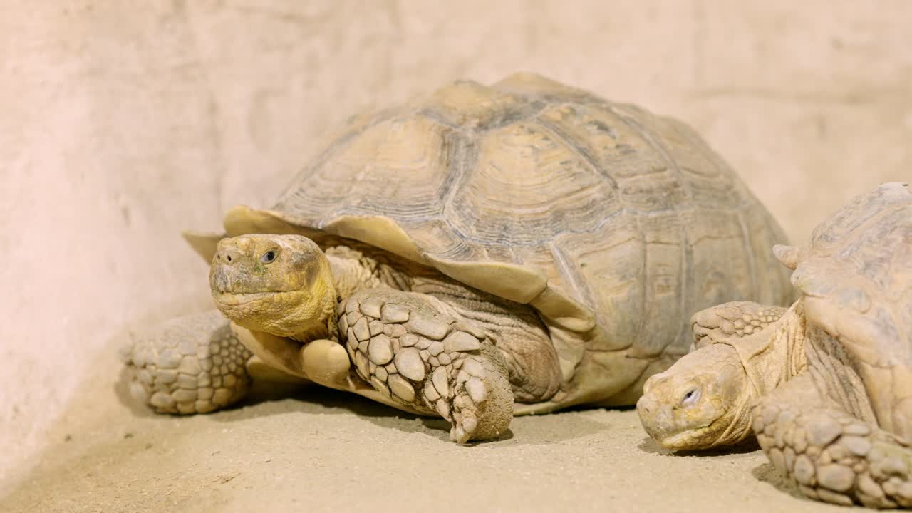 Two african spurred tortoises resting on sand in enclosure