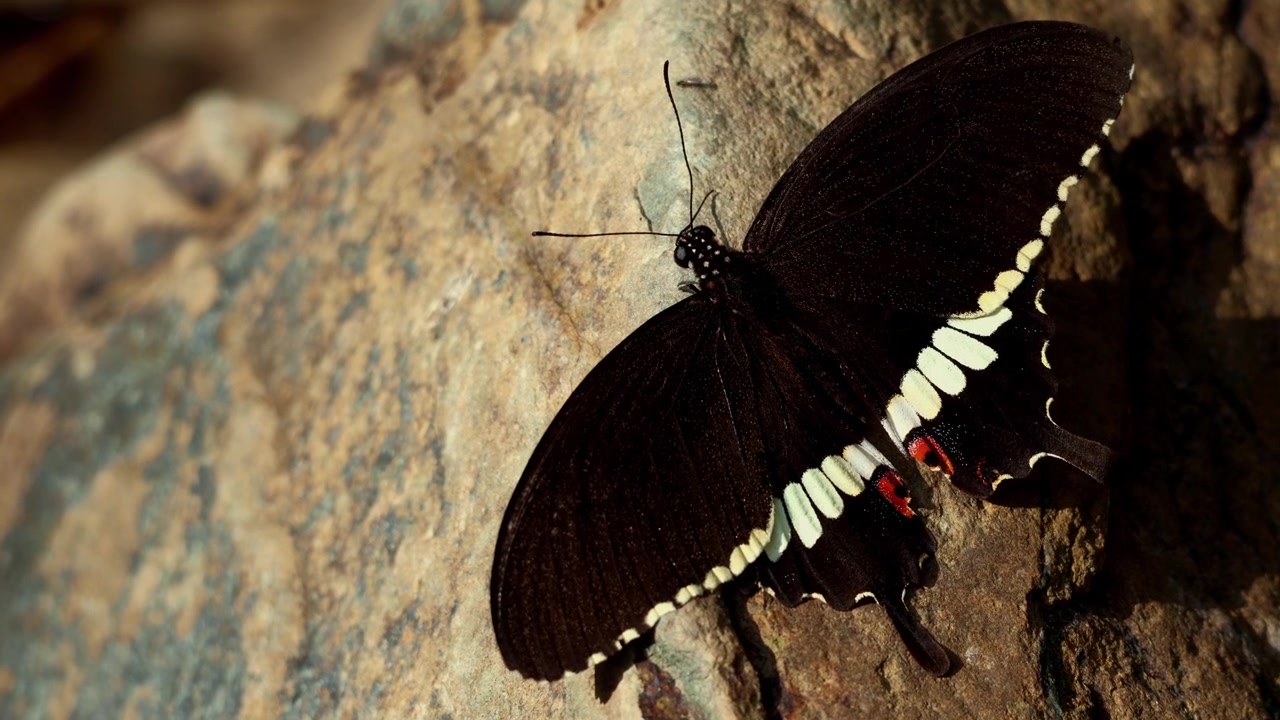 Riprese ravvicinate di Papilio polytes, la farfalla comune Mormon, che riposa su una roccia naturale nel suo habitat forestale durante la primavera in Himachal Pradesh, India.