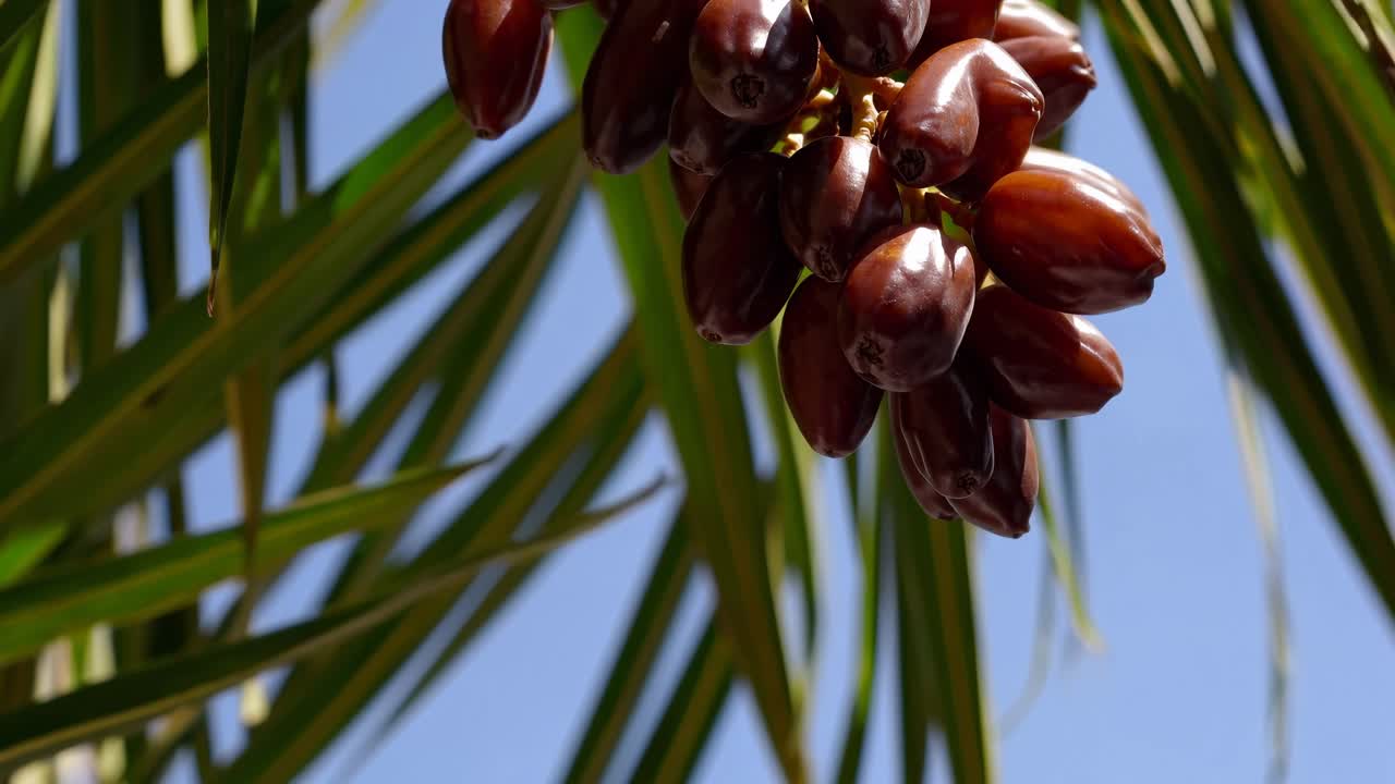 Close-up video of ripe dates hanging from a palm tree, captured from a low angle