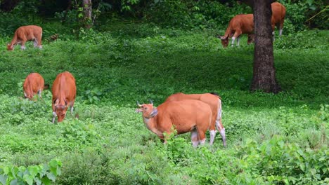 4K-Footage-captured-in-Thailand,-a-herd-of-Banteng,-Bos-Javanicus-is-out-on-pasture-land,-swinging-its-tail,-flapping-its-ears-and-busy-grazing-on-fresh-green-vegetation