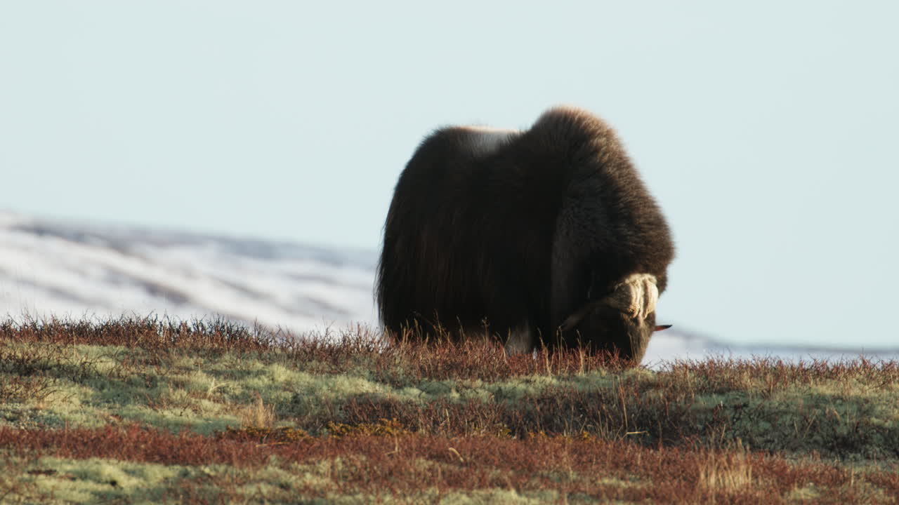 Musk oxen bull wander grazing on Dovrefjell mountain in sunlight; static