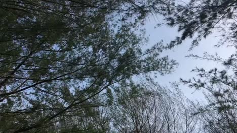 Pine-tree-waving-with-sky-as-background