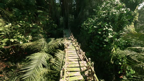 a wooden bridge leading through a lush jungle