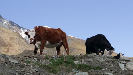 Kühe-Stehen-Auf-Einer-Bergklippe-In-Der-Nähe-Des-Rob-Roy-Gletschers-In-Wanaka,-Neuseeland