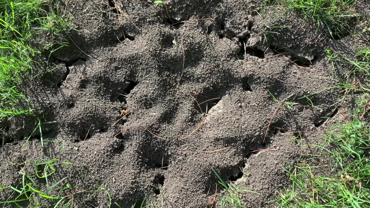 Ants crawling around ant farm in grass from above