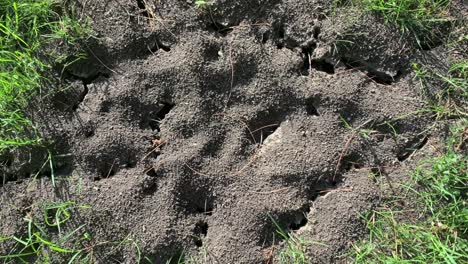 hormigas arrastrándose por la granja de hormigas en la hierba desde arriba