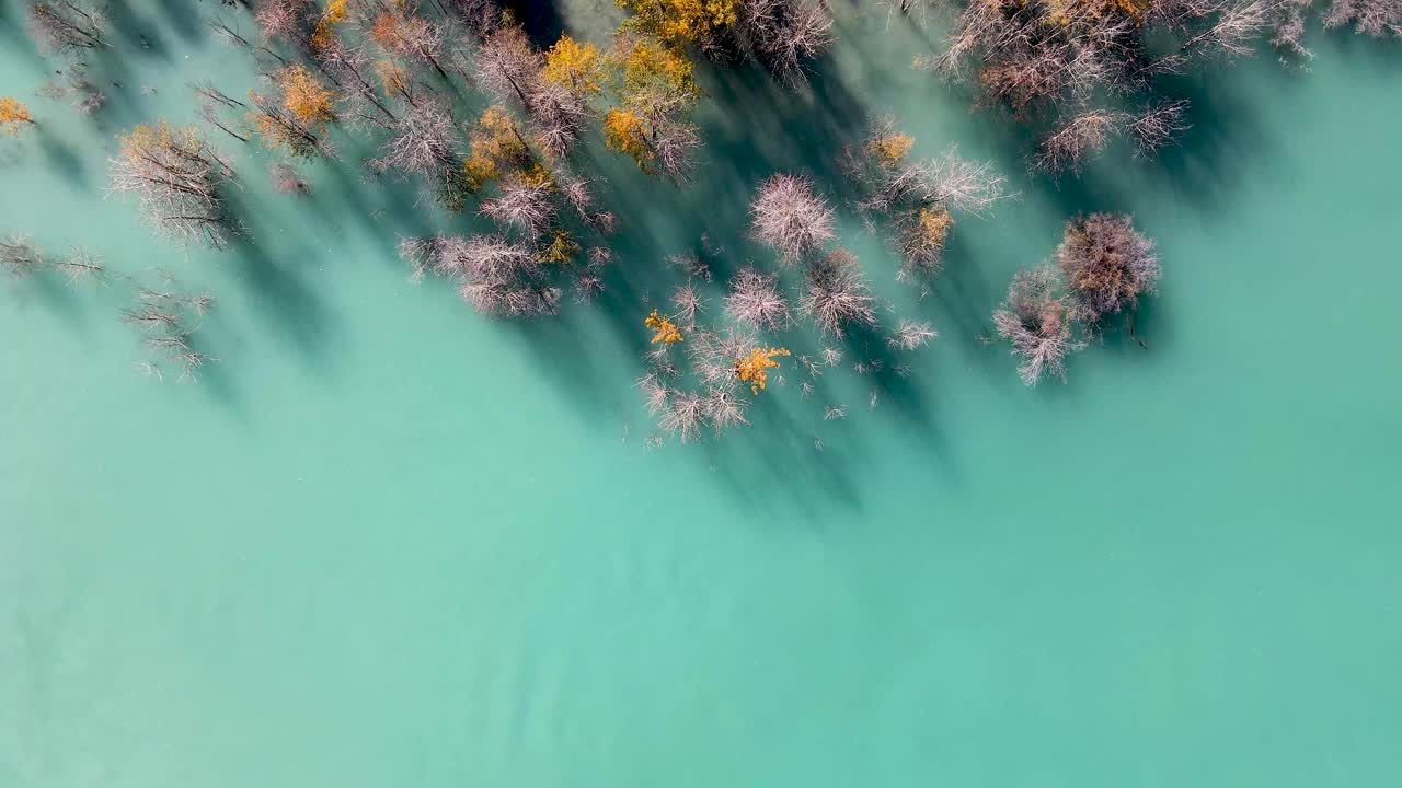 Vista aérea de árvores em um lago azul em Alberta, Canadá.