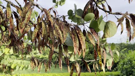 outdoor footage of aged leaves hanging from tree in windy dayt