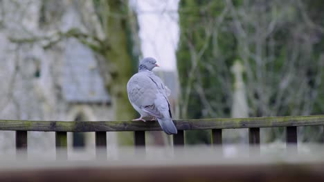 Primer-Plano-De-Una-Paloma-Azul-Gris-Salvaje-Sentada-En-Un-Límite-De-Madera-Antes-De-Volar-En-El-Cementerio-De-Thetford-En-Thetford,-Norfolk,-Reino-Unido-Durante-El-Día