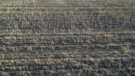 Vista-De-Drones-4k60-Del-Campo-De-Trigo-Cosechado-En-Australia---Tiro-Con-Plataforma-Rodante