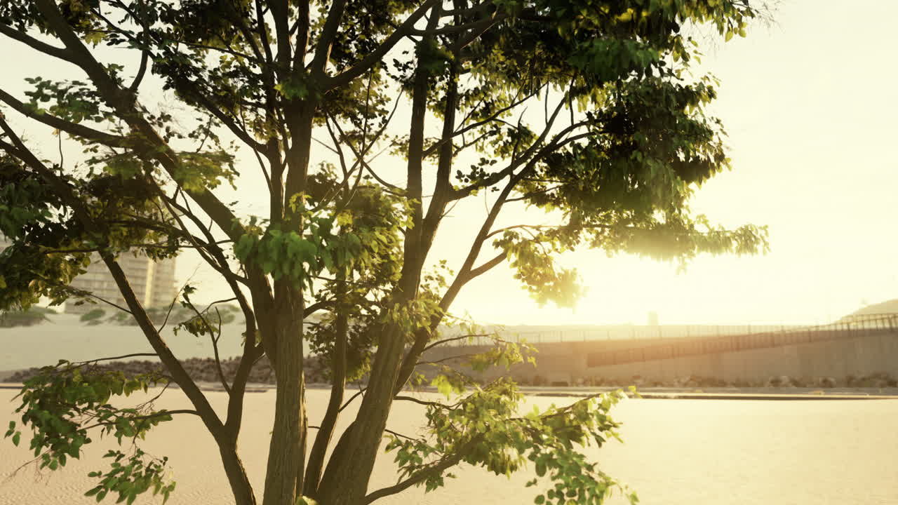 ⁇ 빛과 함께 아침 빛에 큰 나무 잎사귀