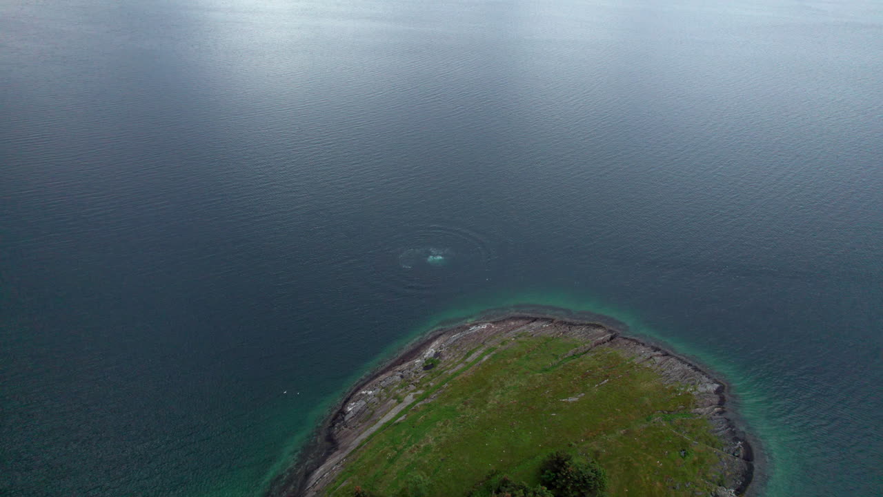 노르웨이 북부 헬겔란트에서 수면으로 헤엄치는 혹등고래의 공중 전망