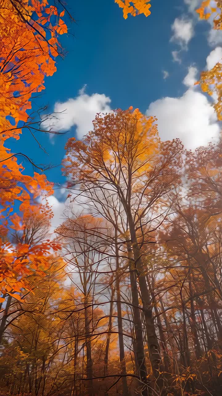 Vertical video: Gentle breeze drifting clouds above swaying orange leaves in forest under blue sky
