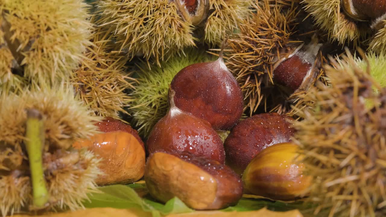 Rotation shot Fresh chestnuts fruit surrounded by Hedgehog shell - Food concept