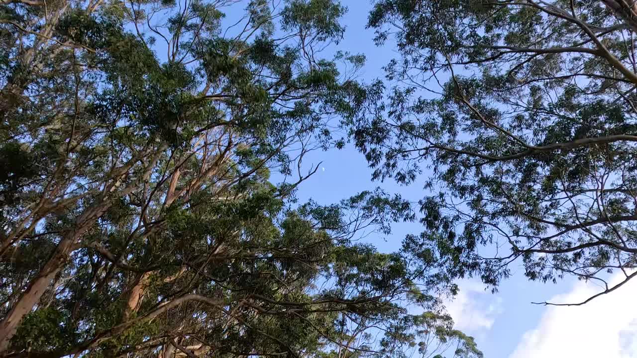 은 파란 하늘을 배경으로 유칼립투스 나무