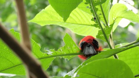 Mittlere-Aufnahme-Eines-Wunderschönen-Roten-Brasilianischen-Tanagers-Von-Hinten