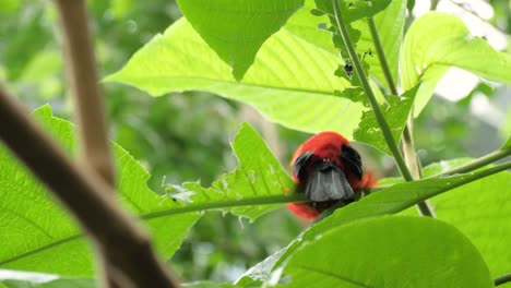 plano medio de la hermosa tangara roja brasileña desde atrás