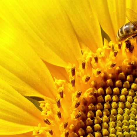 bee collects pollen in the sunflower
