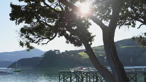 a serene view of sunlight filtering through a tree, overlooking akaroa harbor with boats and distant hills