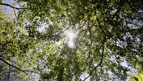 Sun-peeking-through-lush-green-leaves-on-a-deciduous-tree