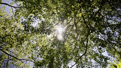 sun peeking through lush green leaves on a deciduous tree