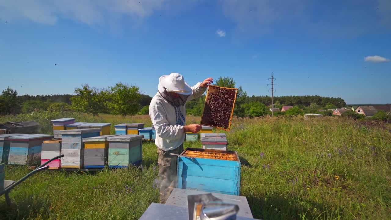 Apiarist inspecting bees among nature. Beekeeping process on industrial factory background in the countryside.