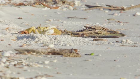 ghost crab on top of burrow in sandy beach