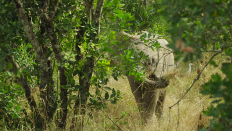 baby elephant eating and playing in between bushes, kenya