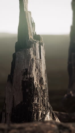 primer plano de un tronco de árbol desgastado en un bosque