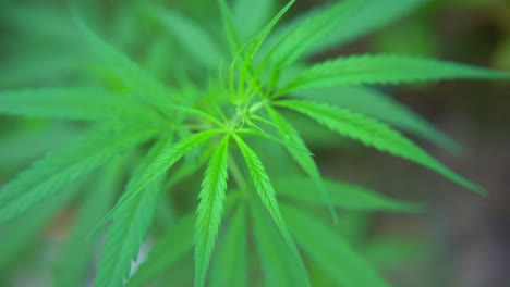intoxicantes están hechos de las hojas de la planta de cannabis