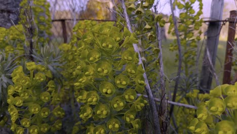 gorgeous euphorbias in front of a fence in a windy day, galicia, spain