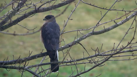 un halcón de brillo afilado posado en un árbol mira a izquierda y derecha