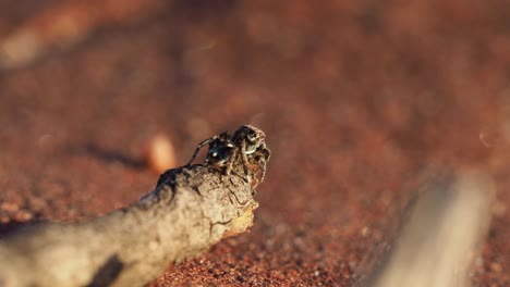 Starry-night-peacock-spider-against-ochre-red-sandstone-bokeh