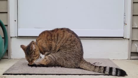 beautiful brown and black tabby cat grooms and cleans himself on doorstep outside on a front porch