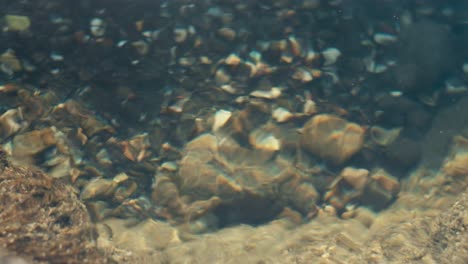 tidal microcosm – close-up of marine plants and organisms swaying gently in clear tide pool water.