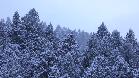 bozeman montana forest covered in fresh snow fall in winter 2022 4k