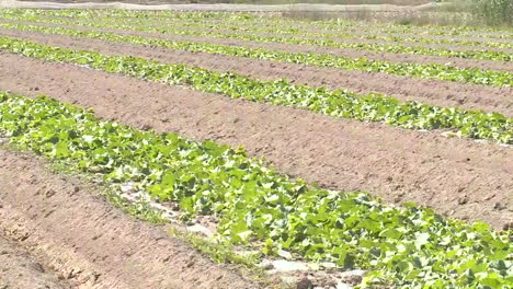 cucumber field
