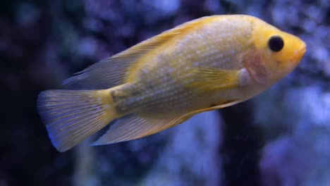 peces amarillos en el acuario