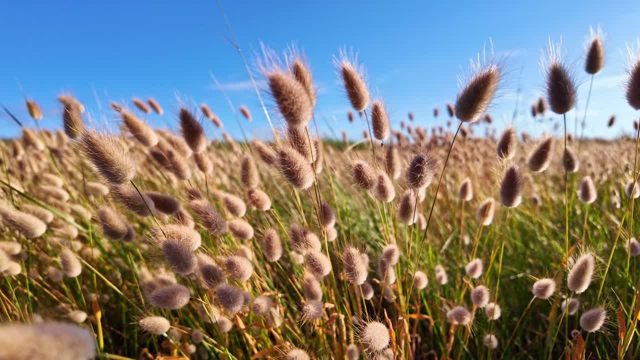 Macro slow motion of Lagurus ovatus swaying gently near the sea under a clear blue sky - France