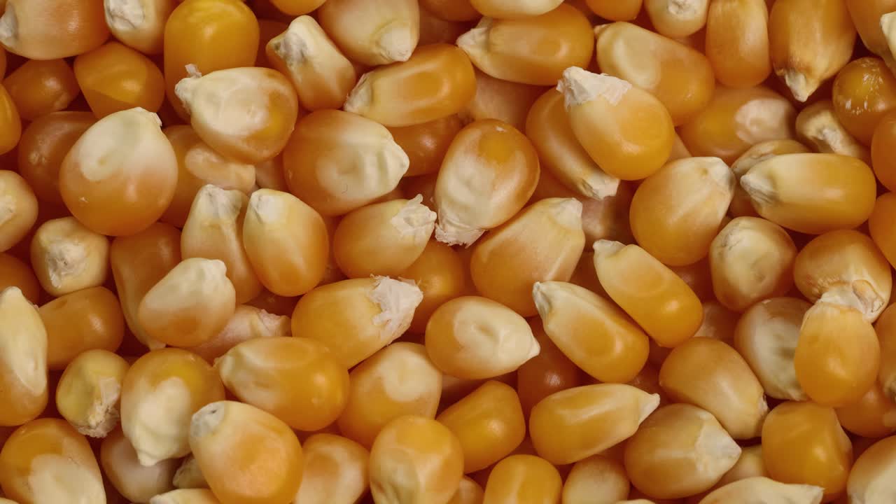 A detailed 22-second video showing popcorn kernels spinning in close-up under bright lighting