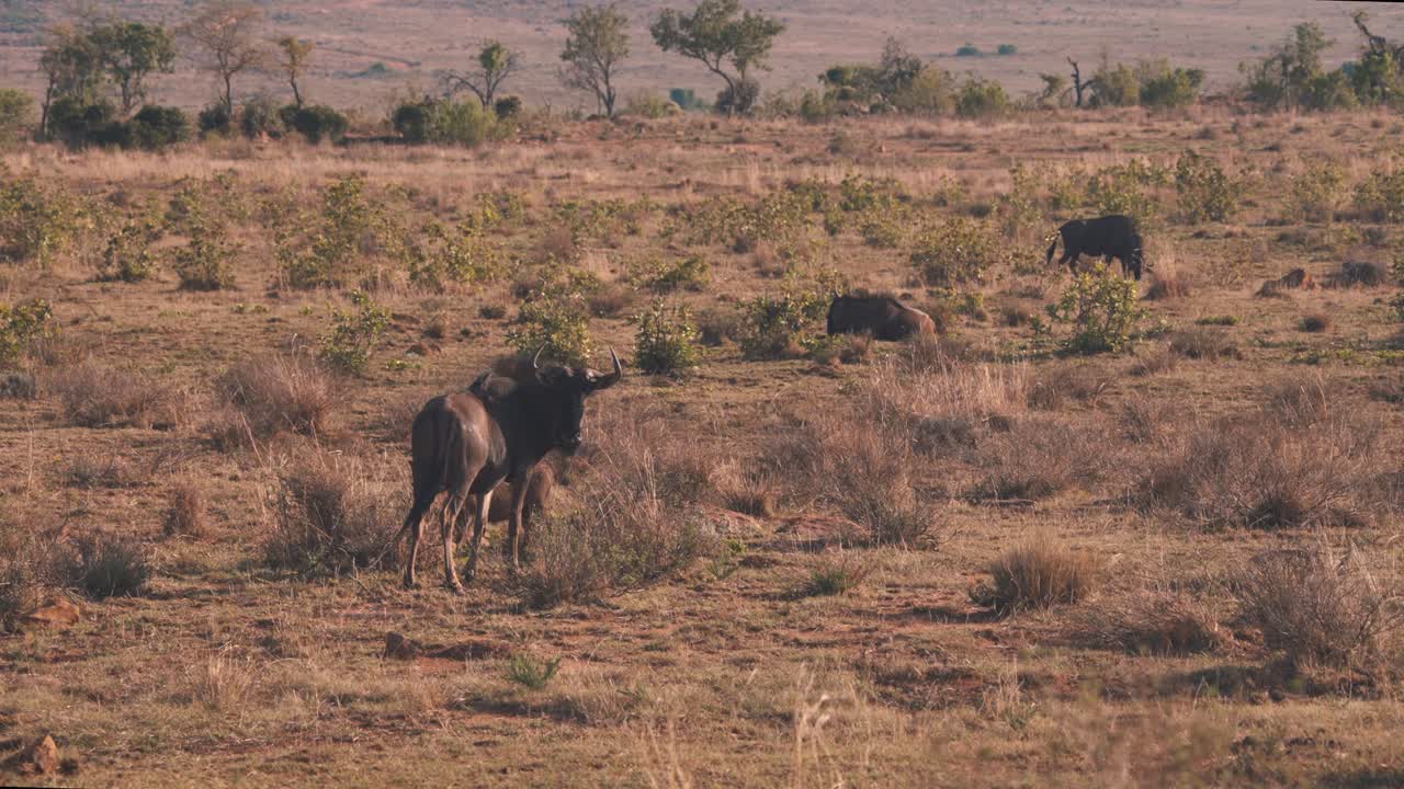 Common Wildebeests grazing in grassy african savannah at dusk