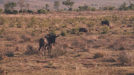 ñus-Comunes-Pastando-En-La-Sabana-Africana-Cubierta-De-Hierba-Al-Atardecer