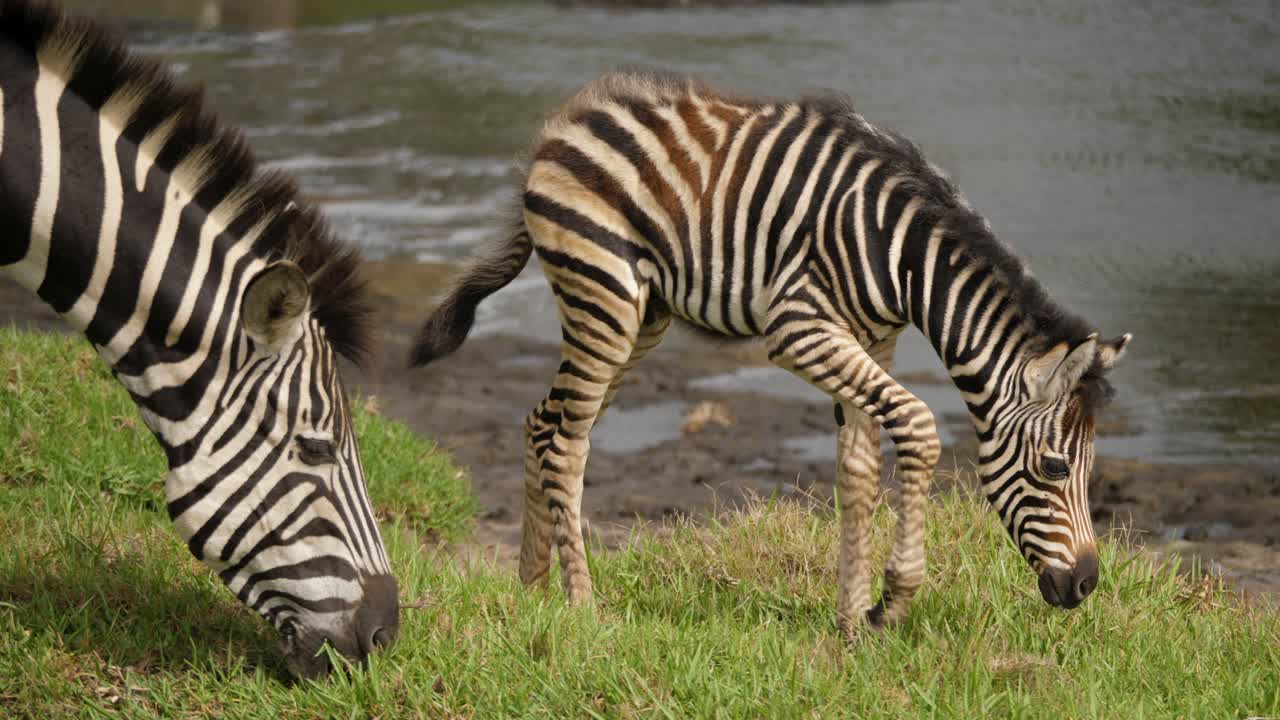 la cebra bebé cae torpemente sobre la hierba suave mientras la madre pasta cerca, addo park, sudáfrica