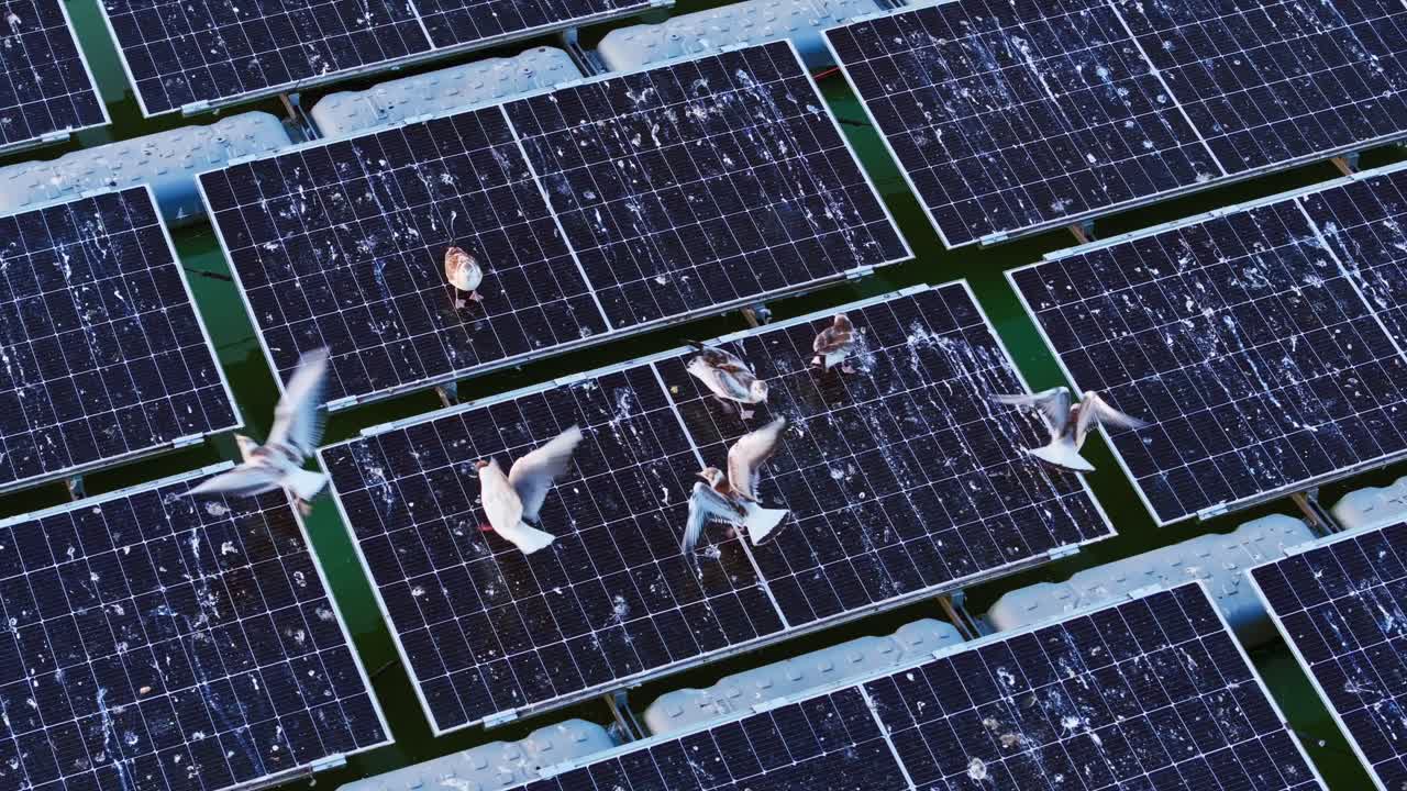 Seagull feeds juveniles on solar raft while others try to snatch the food