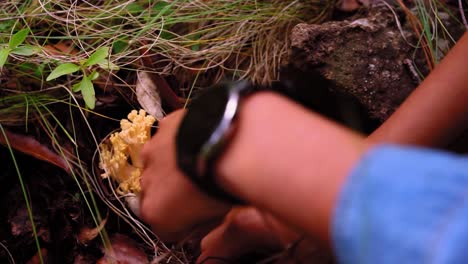 mujer anónima recolectando hongos ramaria y poniéndolos en la canasta